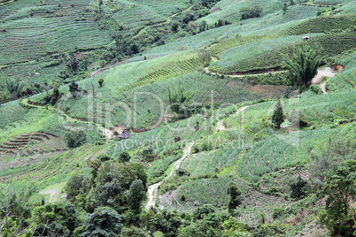 Road and plantations
