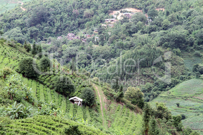 Village and tea