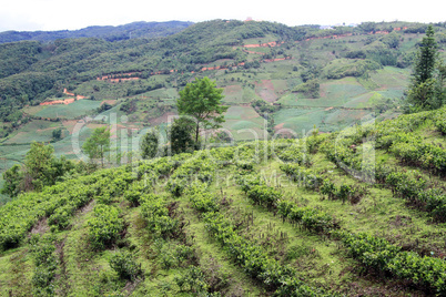 Tea plantation