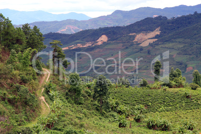 Road and tea