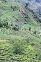 Road and tea plantations