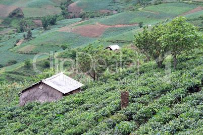 Tea plantation