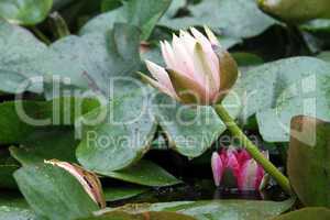 Wet lotus