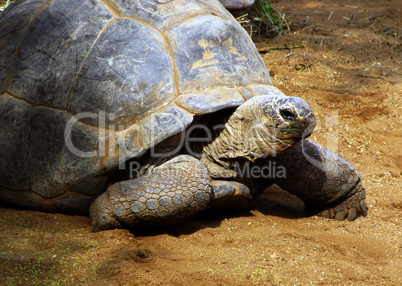 Enormous South African Tortoise the Bergskilpad