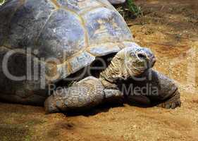 Enormous South African Tortoise the Bergskilpad