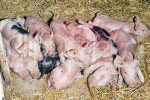 Piglets under the heat lamp