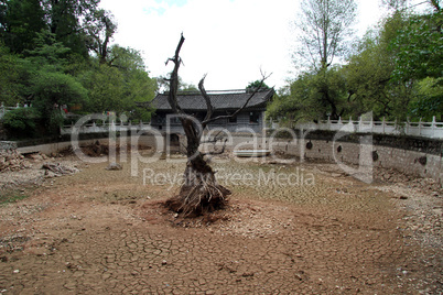 Dry tree and pond