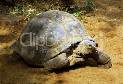 Enormous South African Tortoise the Bergskilpad