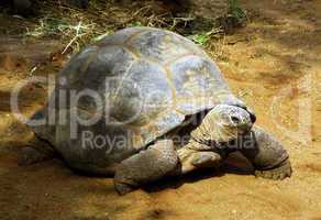 Enormous South African Tortoise the Bergskilpad