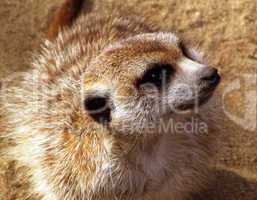 Close-up Southern African Meerkat