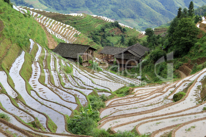 Longsheng Rice Terraces; China