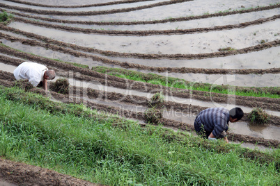 Men on the rice field