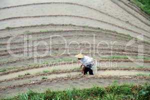 Man on the rice field