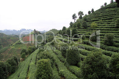 Tea plantation