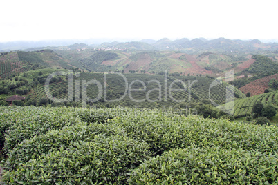 Tea plantation