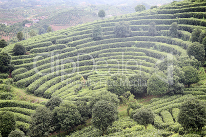 Tea plantation