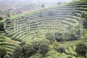 Tea plantation