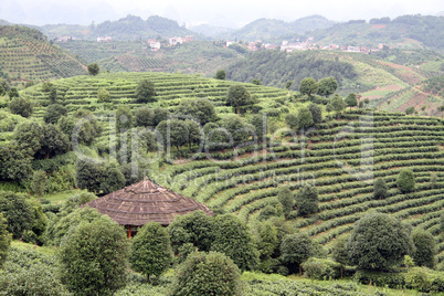 Tea plantation