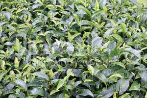 Tea bush