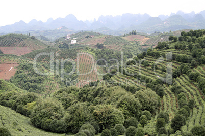 Tea plantation and orchards