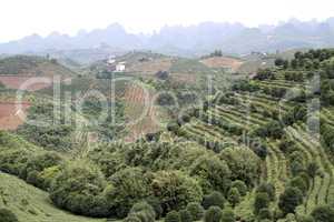 Tea plantation and orchards