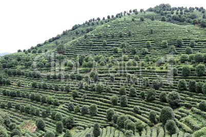 Tea plantation