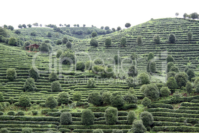 Tea plantation