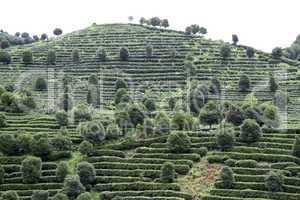 Tea plantation