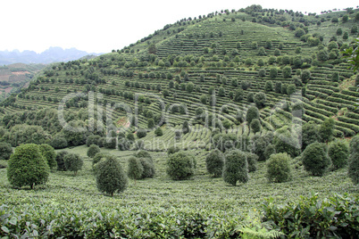 Chinese tea plantation