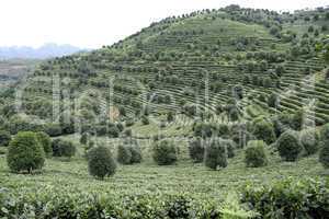 Chinese tea plantation