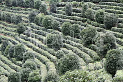 Tea ans trees