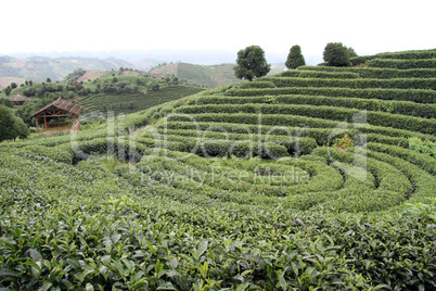 Tea plantation