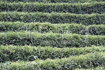 Bushes on the tea plantation