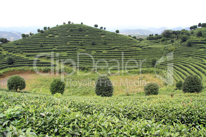 Tea plantation