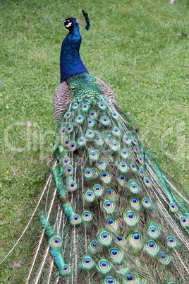 Peacock on the grass