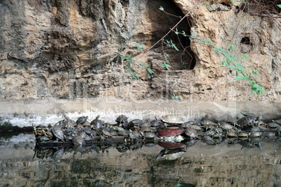 Turtles and pond