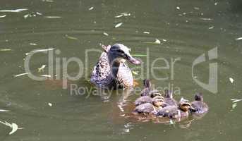 Group of ducks