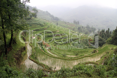 Morning and rice terraces