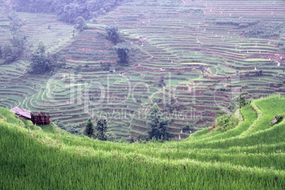 Rice terraces