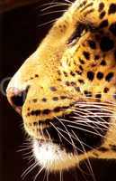 Isolated Close-up Leopard Face Side View