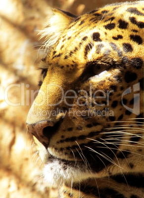 Close-up Leopard Face Side View