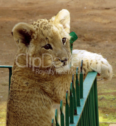 Close-up of small Lion cub