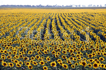 Rows of flowers