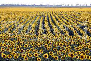 Rows of flowers