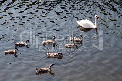 Swan and cygnets