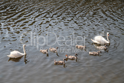 Swan family