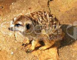 Pleading Southern African Meerkat