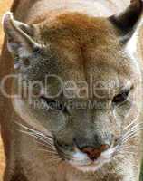 Close-up picture of Puma Face