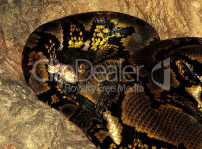 Asian Reticulated Python