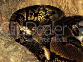 Asian Reticulated Python